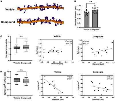 Impact of a pyridazine derivative on tripartite synapse ultrastructure in hippocampus: a three-dimensional analysis